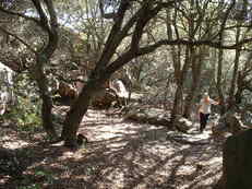 Sentier sous bois