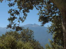 Le Canigou en plein t