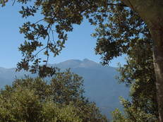 Le Canigou en plein t