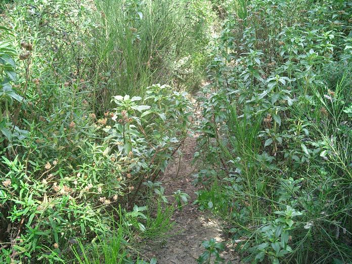 Etat du sentier au printemps.