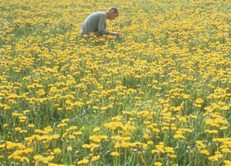 La rcolte du pollen, un rite support  la mditation.